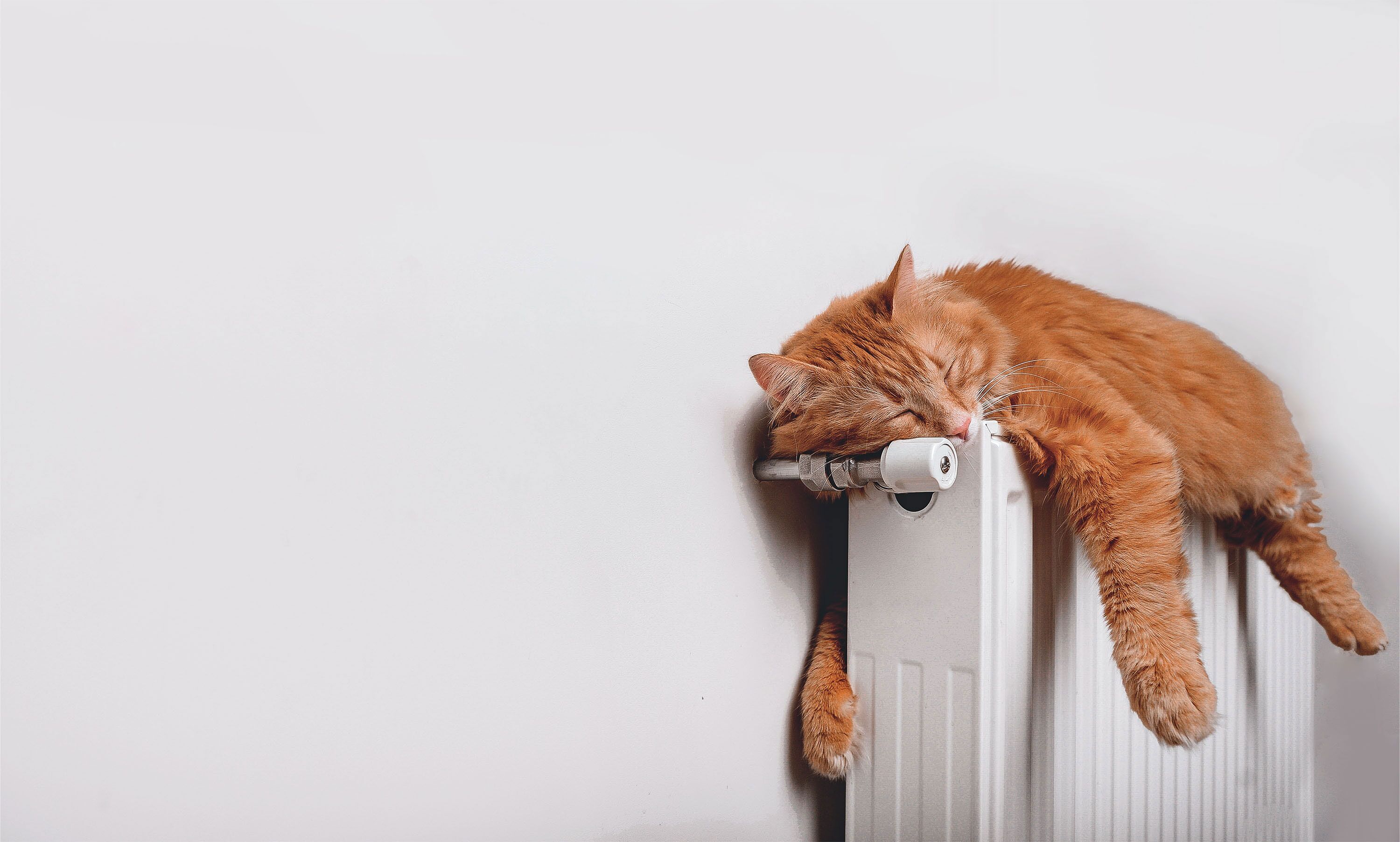 Katze liegt auf Heizung